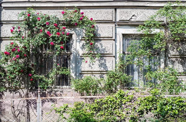 Rosa Roja Sobre Ventana Del Antiguo Edificio Tiflis Capital Georgia — Foto de Stock
