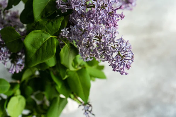 Spring Flat Lay Fresh Lilac Flowers Concrete Background — Stock Photo, Image