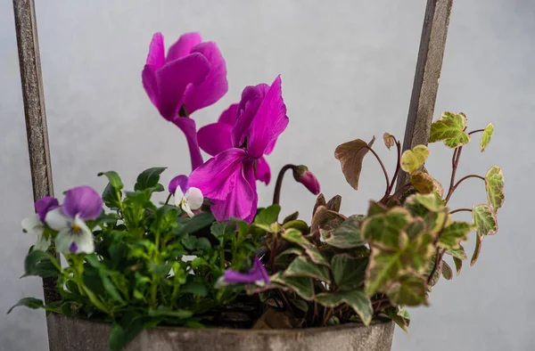 Composición Floral Primavera Con Flores Ciclamen Brillantes Maceta — Foto de Stock