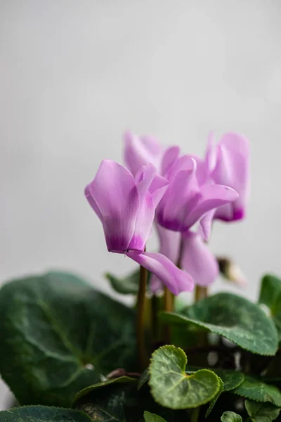Krásná Květinová Kompozice Květináči — Stock fotografie
