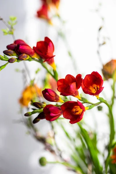 Close Flores Fresia Vermelho Brilhante Vaso — Fotografia de Stock