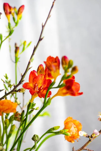 Közelkép Élénk Piros Fresia Virágok Vázában — Stock Fotó