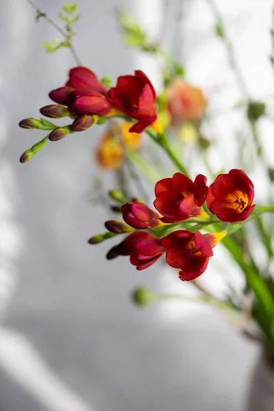 Gros Plan Fleurs Fresia Rouge Vif Dans Vase — Photo