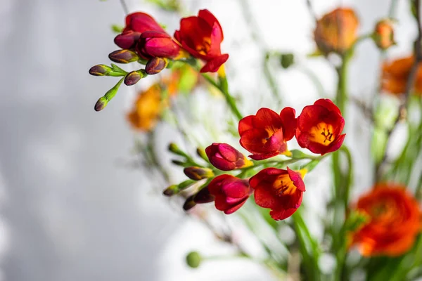 Nahaufnahme Von Leuchtend Roten Fresia Blüten Der Vase — Stockfoto