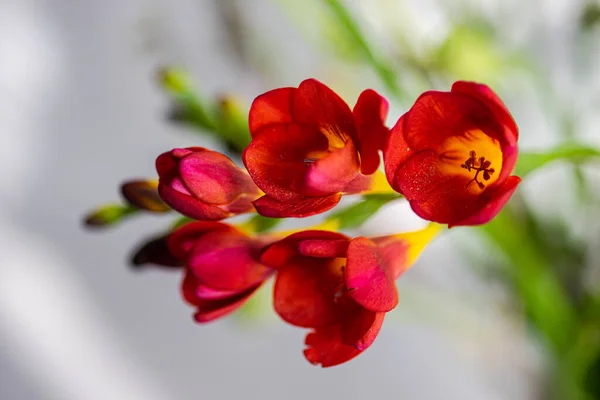 Vazodaki Parlak Kırmızı Frezya Çiçeklerini Kapat — Stok fotoğraf