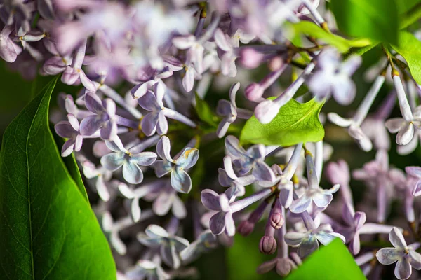 Frühling Flach Lag Mit Frischen Lila Blumen Auf Betongrund — Stockfoto