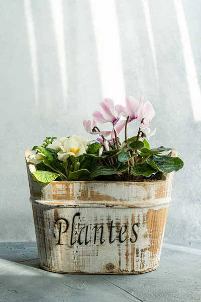 stock image Beautiful floral composition in bloom in the pot