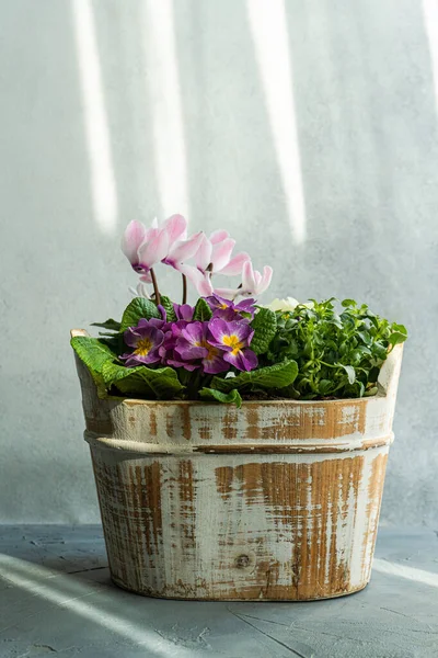 Beautiful Floral Composition Bloom Pot — Stock Photo, Image