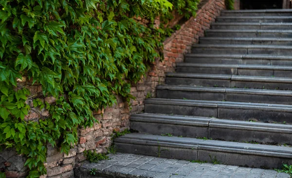 Stepway Utomhus Med Tegelvägg Täckt Med Vilda Druvor Växt Tbilisi — Stockfoto