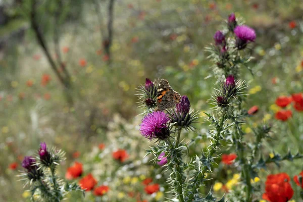 Flores Silvestres Con Mariposa Día Soleado Aire Libre — Foto de Stock