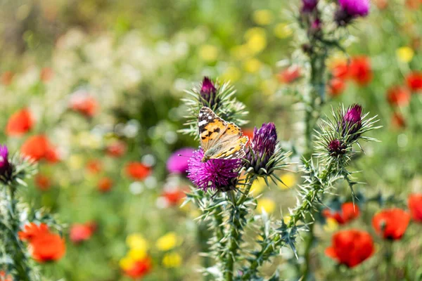 Wild Thristle Flowers Butterfly Sunny Day Outdoor — Stock Photo, Image
