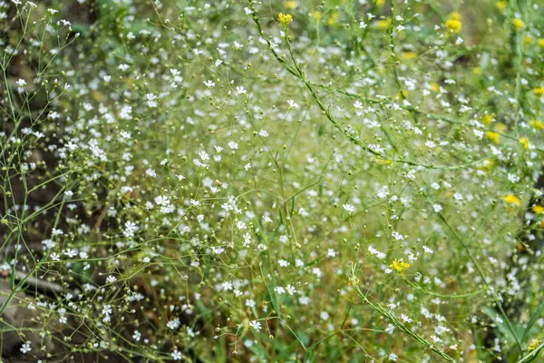 野生植物の開花背景の閉鎖 — ストック写真