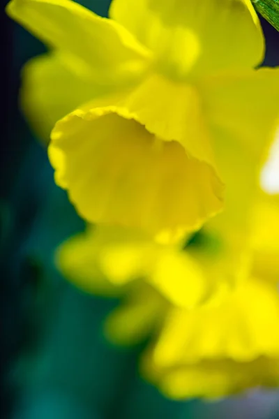 Žluté Květy Narcisů Jarní Zahradě — Stock fotografie