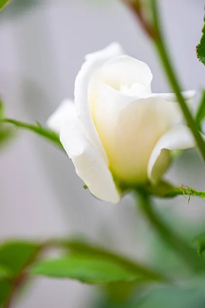 Bílá Růže Poupě Zahradě — Stock fotografie