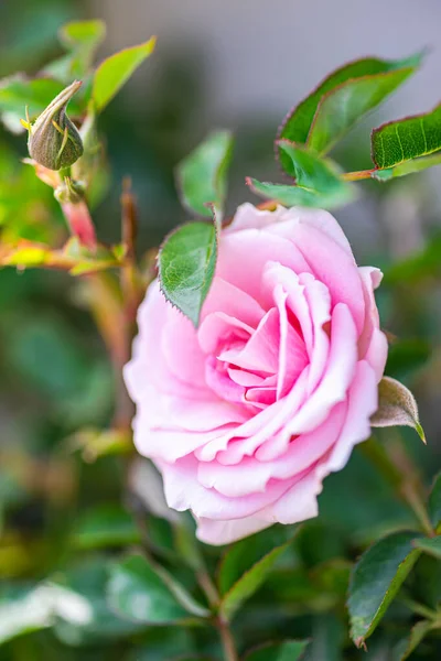 Růžový Květ Růže Keři Zahradě — Stock fotografie