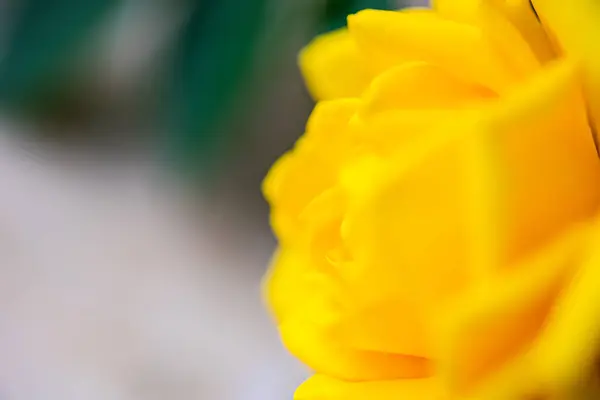 Žlutá Růže Zahradě — Stock fotografie