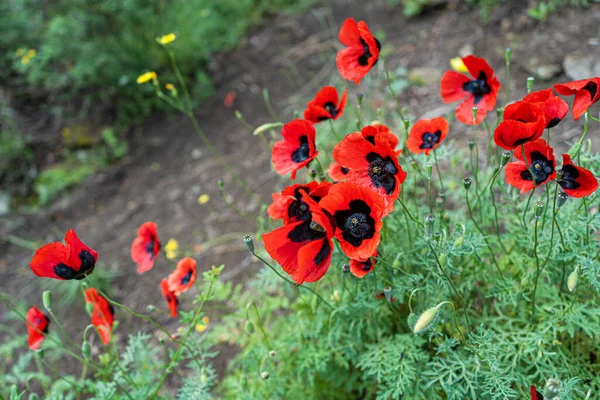 Дикие Красные Цветы Мака Лугу — стоковое фото