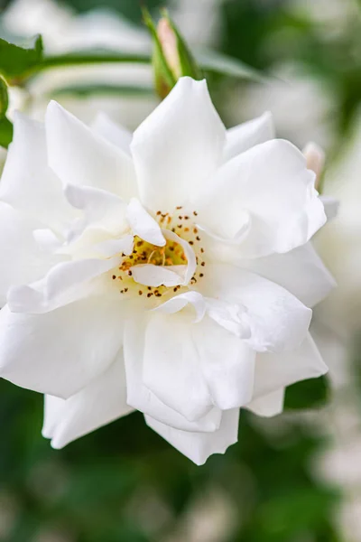 Kvetoucí Bílé Růže Keři Zahradě — Stock fotografie