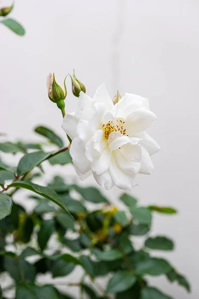 Kwitnące Białe Róże Krzewie Ogrodzie — Zdjęcie stockowe