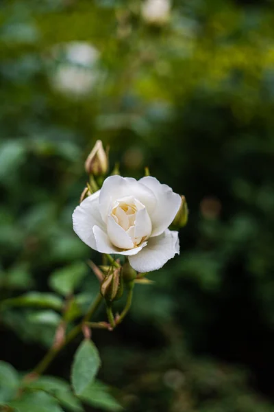 Bahçedeki Çalılıklarda Açan Beyaz Güller — Stok fotoğraf