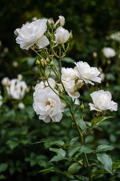 Floraison Roses Blanches Sur Buisson Dans Jardin — Photo
