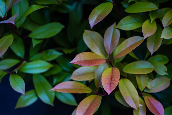 stock image Background with green leaves on the bush in the spring garden