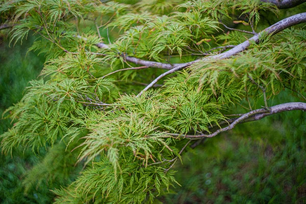 Mini Acer Træ Parken Med Grønne Blade - Stock-foto