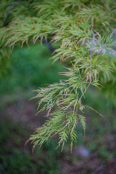 Mini Aker Drzewo Parku Zielonymi Liśćmi — Zdjęcie stockowe