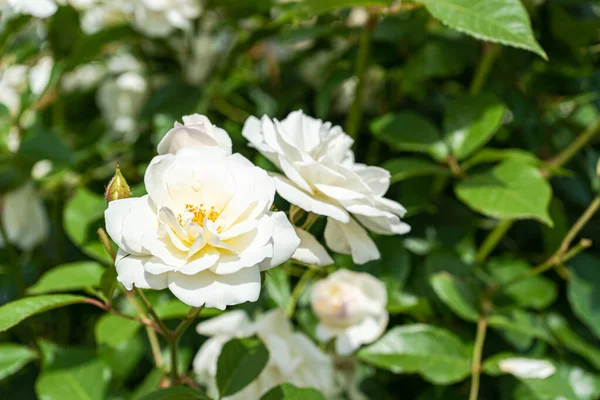Blommande Vita Rosor Busken Trädgården — Stockfoto