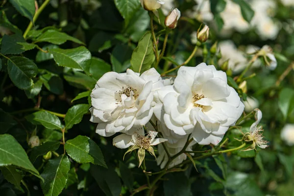 Квітучі Білі Троянди Кущі Саду — стокове фото