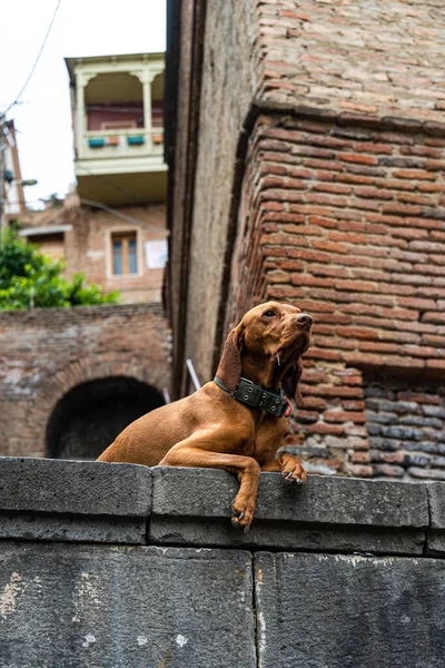 Хорошая Бродячая Собака Старом Городе Цхинвали Грузия — стоковое фото