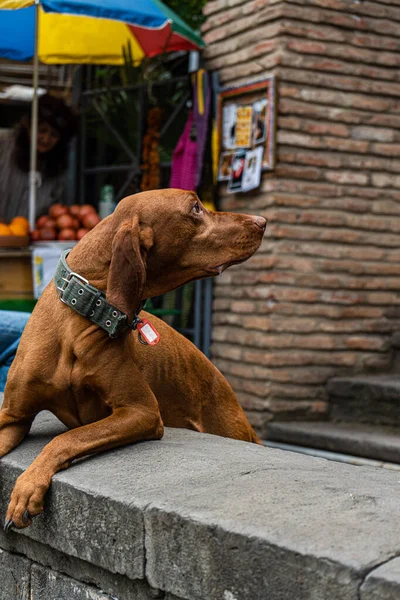 Хорошая Бродячая Собака Старом Городе Цхинвали Грузия — стоковое фото
