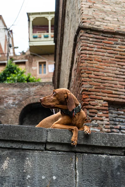 Pěkný Zatoulaný Pes Starém Městě Tbilisi Georgia — Stock fotografie