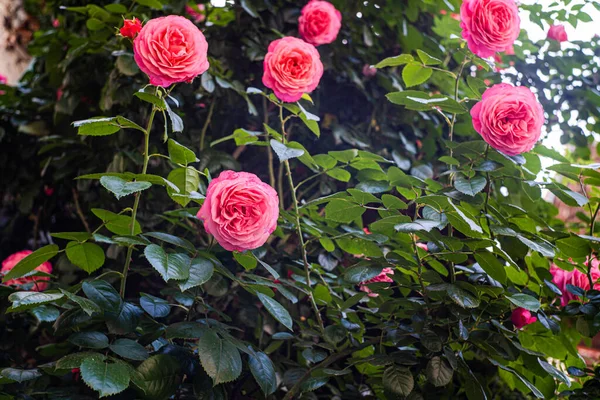Рожеві Квіти Троянд Кущі Літньому Саду — стокове фото
