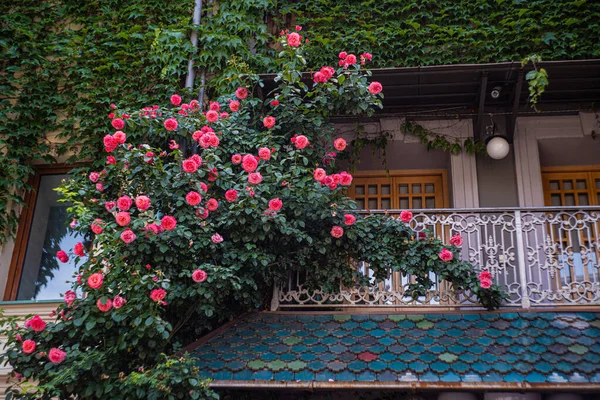 Tbilisi Centro Città Estate Con Cespugli Rose Fiorite Ricoperti Fiori — Foto Stock