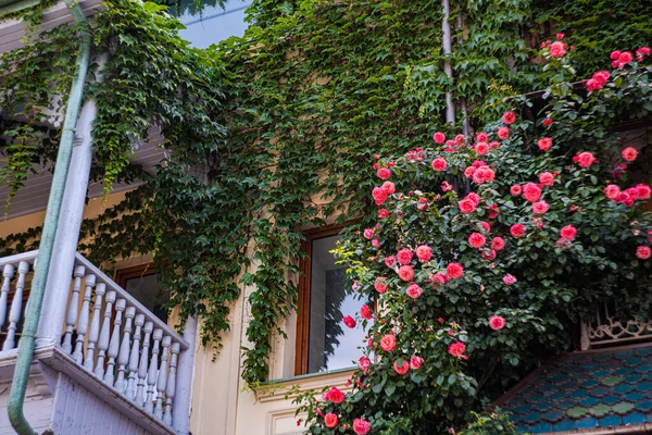 Tbilisi Centrum Města Letním Období Kvetoucími Růžovými Keři Pokrytými Květinami — Stock fotografie