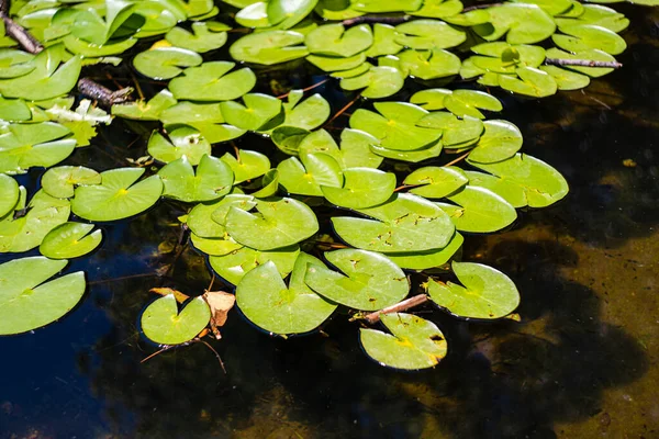Lagoa Artesanal Com Folhas Plantas Lírio Água Dia Ensolarado — Fotografia de Stock