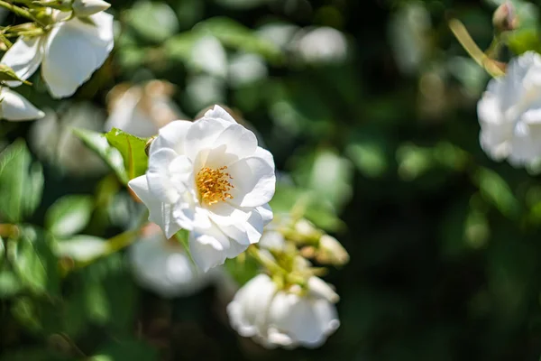 Цветущие Белые Розы Кустах Саду — стоковое фото