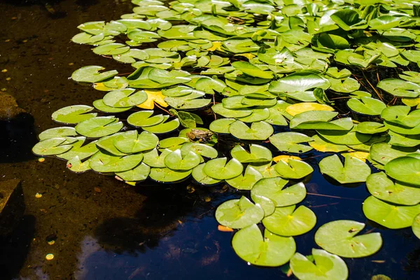 阳光普照的人工池塘 荷叶百合 — 图库照片