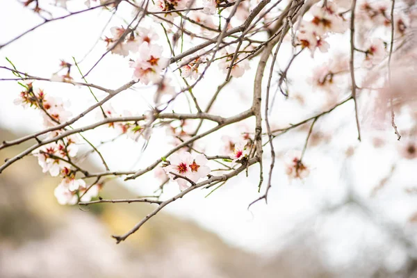 Прекрасное Миндальное Дерево Цветет Весеннем Саду — стоковое фото