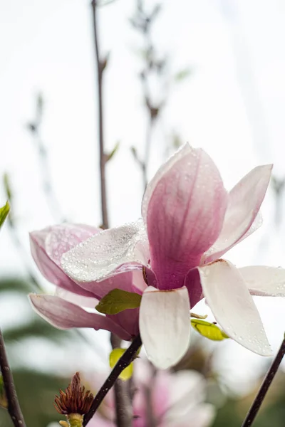 Kwitnące Piękne Drzewo Magnolia Przyrodzie — Zdjęcie stockowe