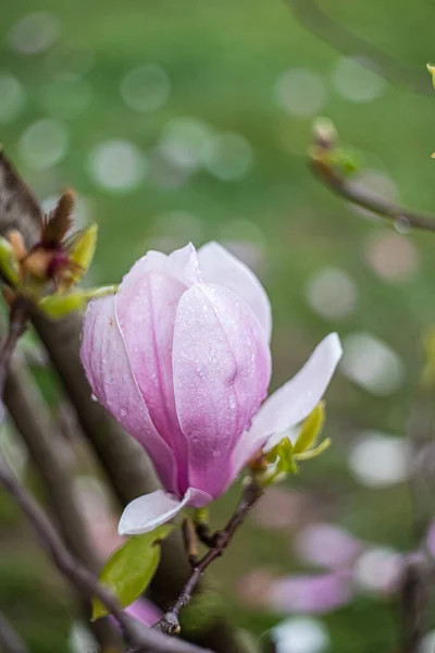 Floreciente Hermoso Árbol Magnolia Naturaleza —  Fotos de Stock