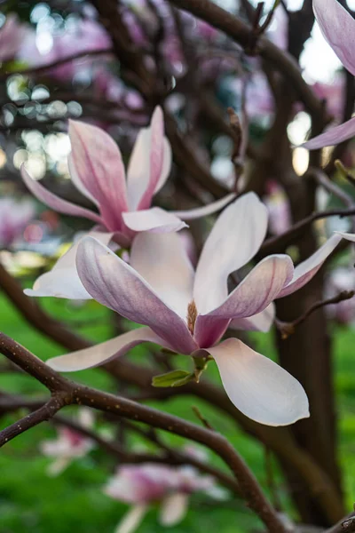 自然の中で美しいマグノリアの木を開花 — ストック写真