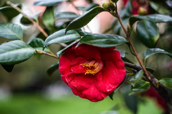 Yağmur Sırasında Bahçede Çiçek Açan Camelia Bitkisi — Stok fotoğraf