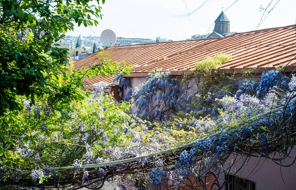 Geleneksel Gürcü Ahşap Balkonu Wisteria Bitkisinin Çiçek Açan Mor Çiçekleriyle — Stok fotoğraf