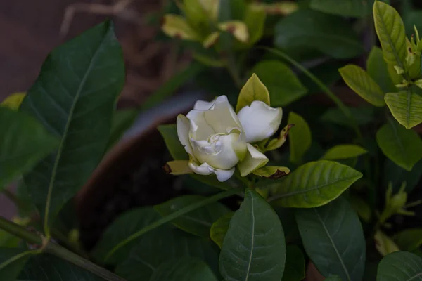 Bílá Gardénie Květiny Keři Jako Venkovní Přírodní Dekor — Stock fotografie