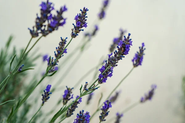 Blooming Blue Lavender Flowers Summer Garden — Stock Photo, Image