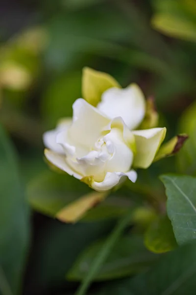 Gardénia Branca Flor Arbusto Como Uma Decoração Natural Livre — Fotografia de Stock