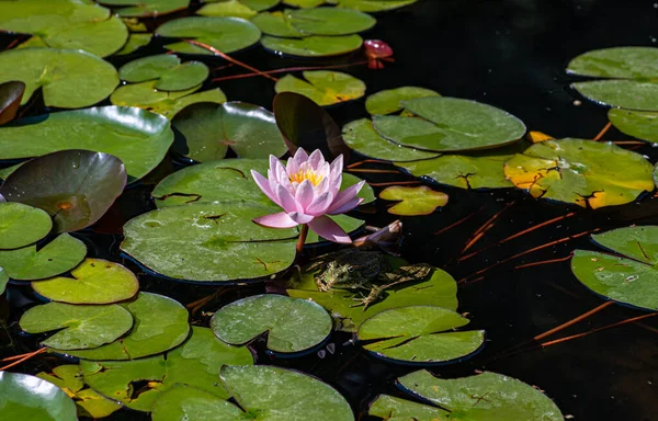晴れた日に池の睡蓮の植物 — ストック写真