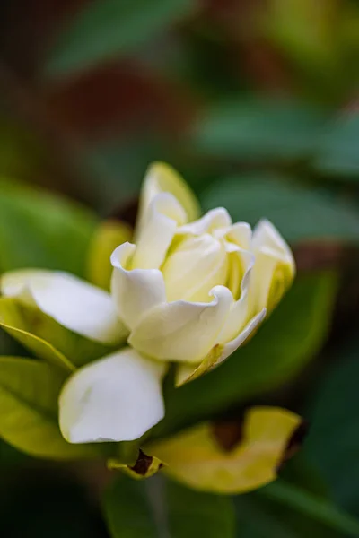 Λευκό Λουλούδι Γαρδένια Στο Θάμνο Εξωτερική Φυσική Διακόσμηση — Φωτογραφία Αρχείου